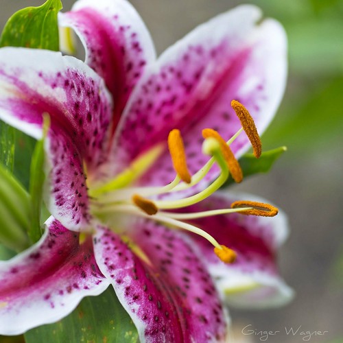 Star gazer lily