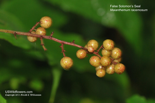 False Solomon's Seal Berries - Maianthemum racemosum
