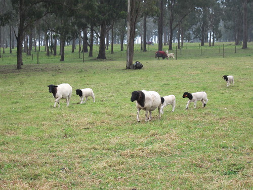 New spring lambs
