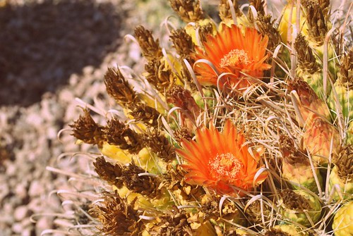 Desert Botanical Gardens - October 2011