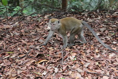 Long-tailed Macaque in Bukit Timah