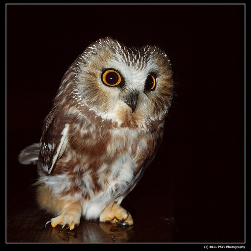 Northern Saw-whet Owl (Aegolius acadicus)