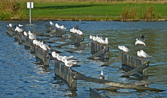 Gulls on Yeadon Tarn by Tim Green aka atoach