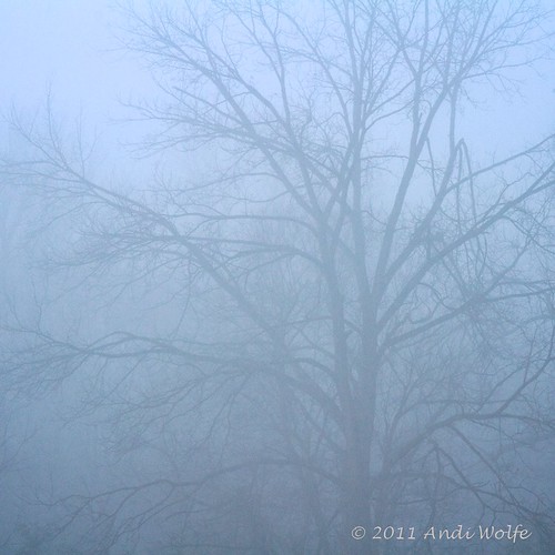 Tree in the mist by andiwolfe