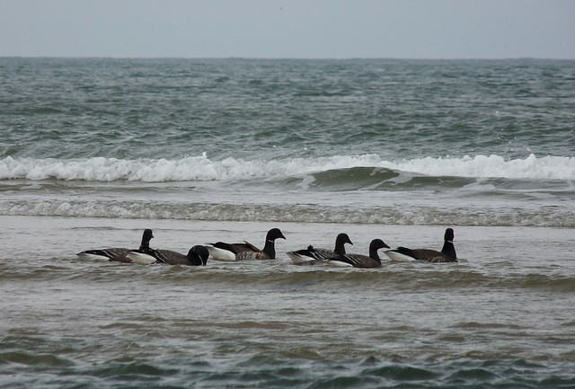 25236 - Brent Geese, Broughton Bay