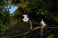Auckland Zoo - Lemurs
