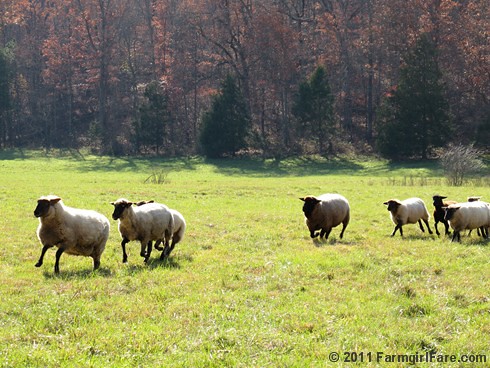 Rounding up the sheep surrounded by autumn color 7 - FarmgirlFare.com