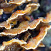 Macro bracket fungi