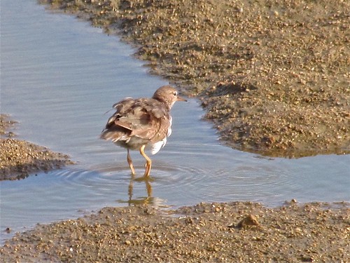 Spotted Sandpiper at Gridley Wastewater Treatment Ponds 02