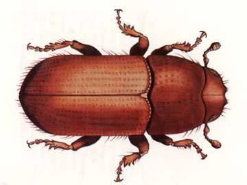 Southern Pine Beetle (U.S. Forest Service graphic)