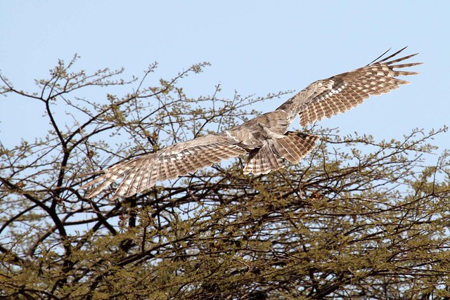 Bubo lacteus - Giant Eagle Owl