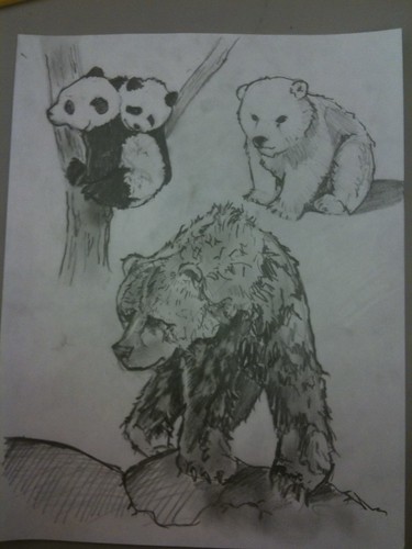 Bear sketches by Little's Creatures