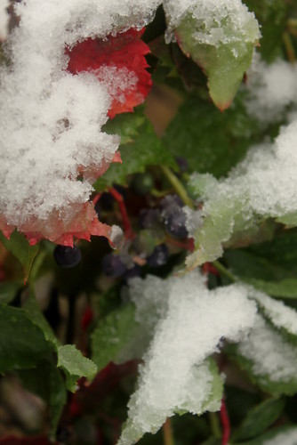 Snowy grapes