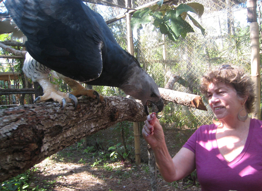 Mary Dell feeding an American Harpy Eagle