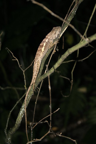 夜間觀察時，樹枝上常常可以看見睡得正香甜的斯文豪氏攀蜥。攝影：呂軍逸。