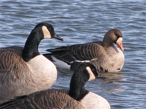 Greater White-fronted Goose at White Oak Park in Bloomington, IL 10