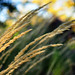Wheat in the Wind