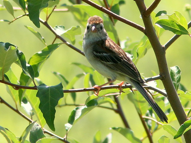 Field Sparrow 20110704