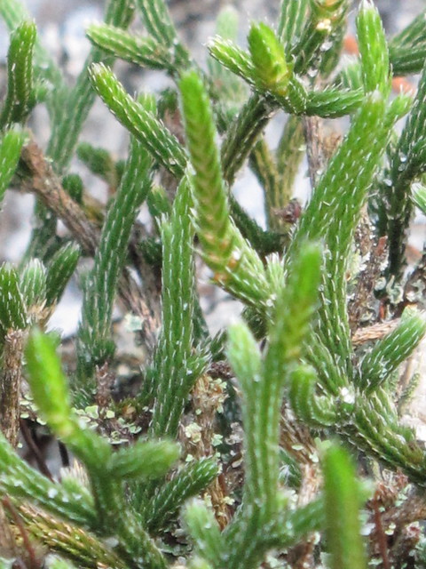Selaginella arenicola 5