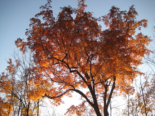 orange fall tree