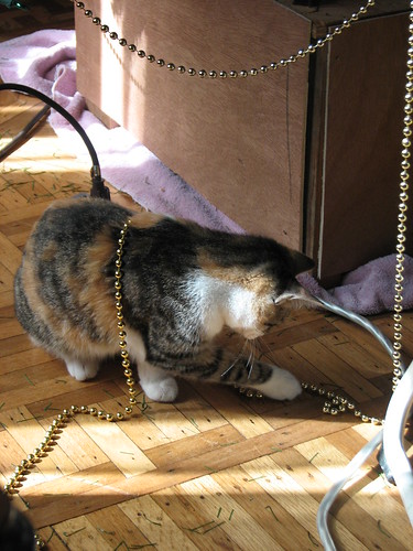 a cat and a string of beads