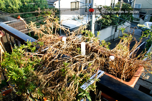 my-little-garden-in-japan-september-2011-3