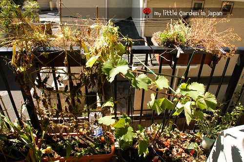 my-little-garden-in-japan-september-2011-4