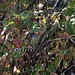 P9244828-1 mourning warbler female