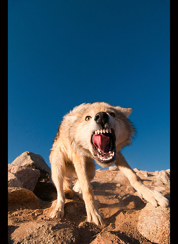 wild snarling wolf (canis lupis) in the Altai Region of Bayan-Ölgii in Western Mongolia by jitenshaman
