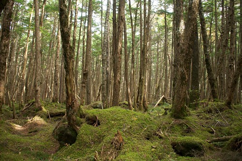 Forest by keganimushi
