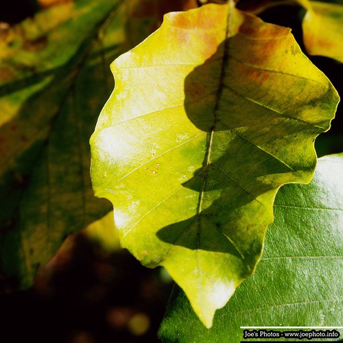 Leaves by Joachim Ziebs