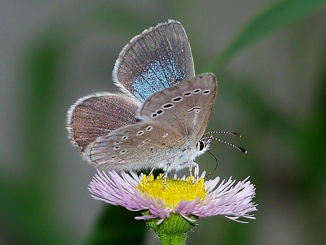 silvery blue female 100616 1006222 the balsams DIXVILLE NOTCH nh