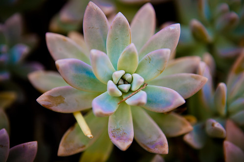 sweet succulent by Songbirdy68