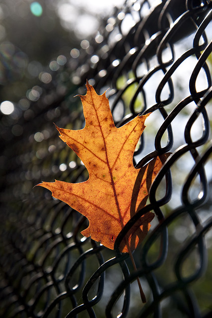 fence oak leaf