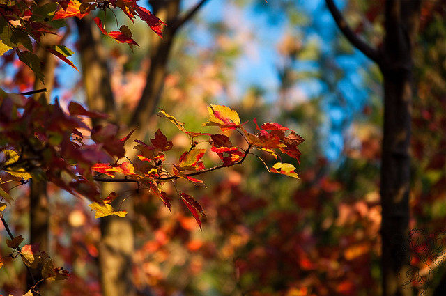 360/365: Vibrant Leaves