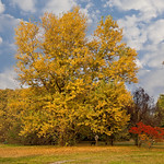 I colori dell'autunno / Colors of autumn
