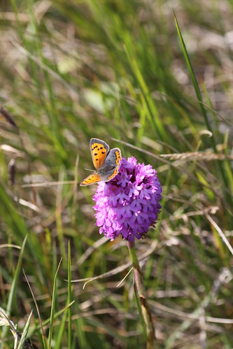 Small Copper Butterfly on Pyramid Orchid