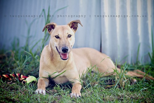Bugsy 9 month old Kelpie x Whippet AWDRI Star Dog photographed by twoguineapigs Pet Photography, pet portraiture, dog photographer in Sydney.