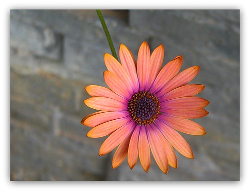 copper purple cape daisy