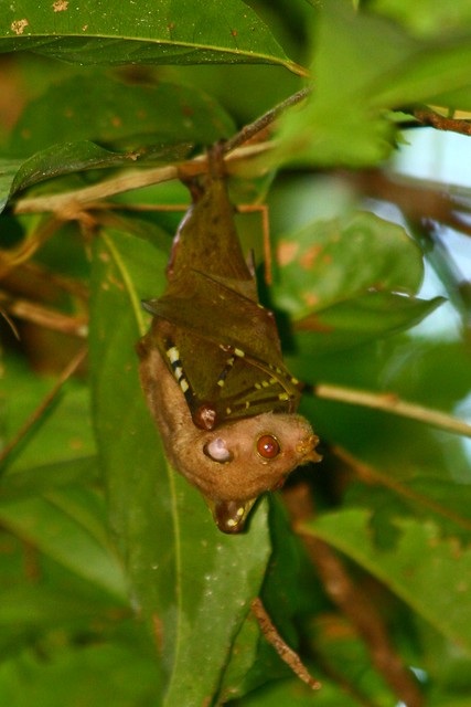 Pallas Tube-nosed bat (Nyctimene cephalotes)