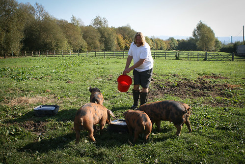 James and happy pigs
