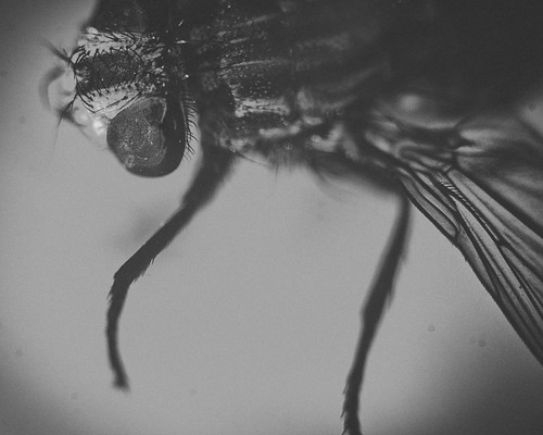 365 Day 279: Insect Portraits: "I GuessI'll Die" by ★ 0091436 ★