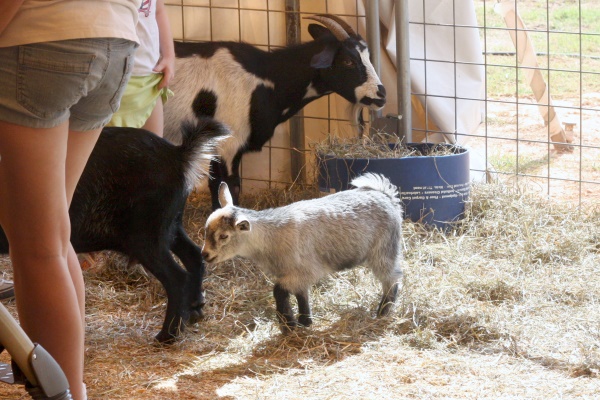 Ga Fair - Baby goat