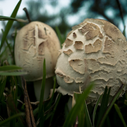 Double Morning Mushrooms