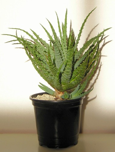 Aloe humilis by blumenbiene