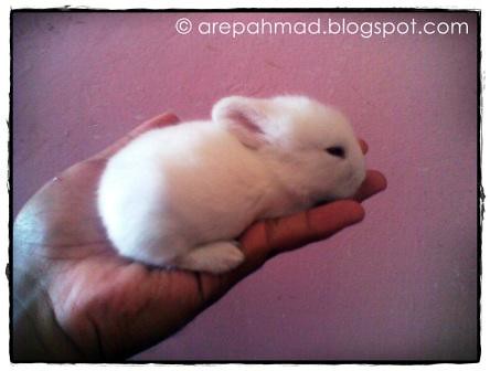 baby albino rabbit