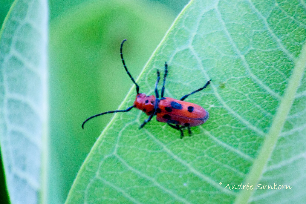 Red Milkweed Beetle (Tetraopes tetrophthalmus) -1.jpg