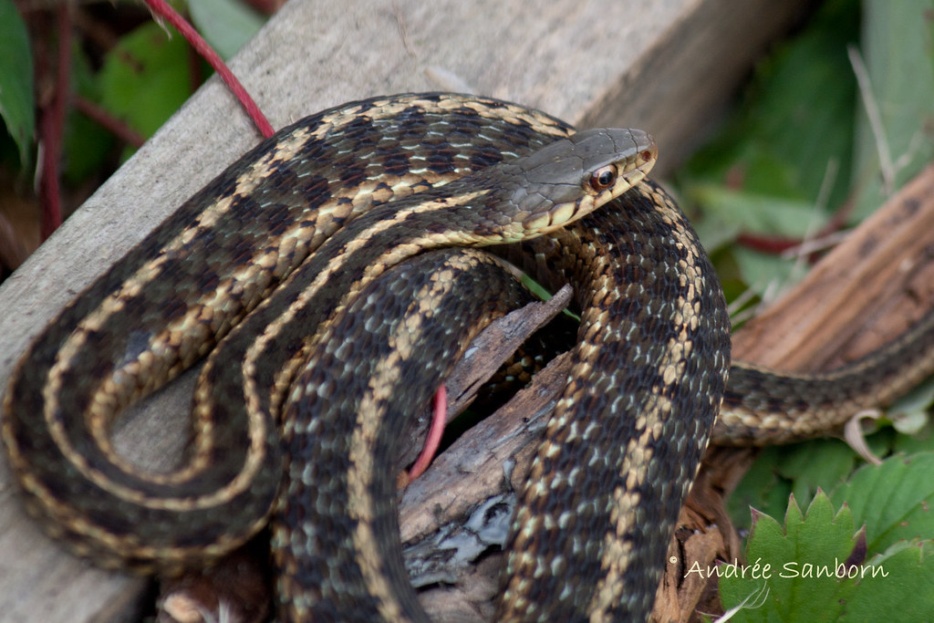 Common Garter Snake-2.jpg