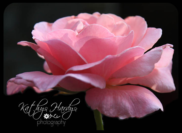 Nature's Finest - Gorgeous Pink Rose!!!