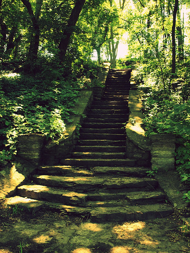 forest steps